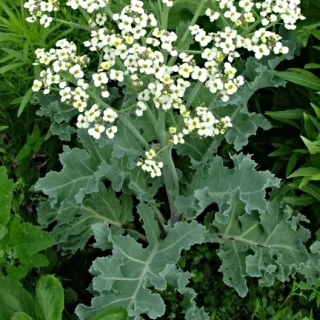 Хрен Гатчинский