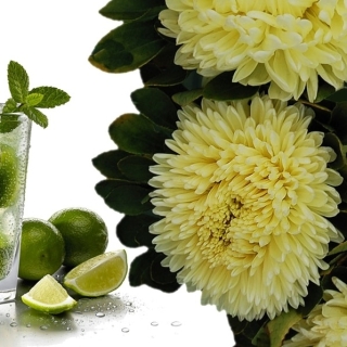 Астра Хризантелла Лимончелло