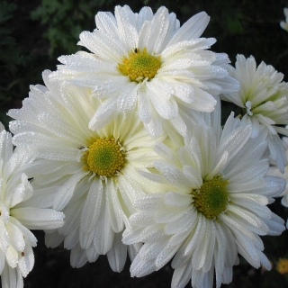 Хризантема Ариэль