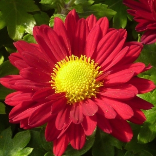 Хризантема Рубиновые звёзды