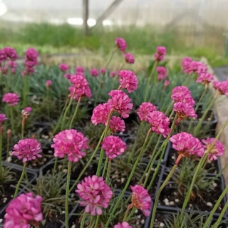 Армерия приморская Роуз