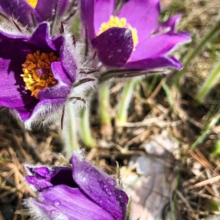 Прострел Магия