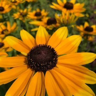 Рудбекия Мои друзья