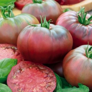 Томат Шайба