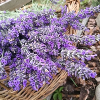 Лаванда Юдифь