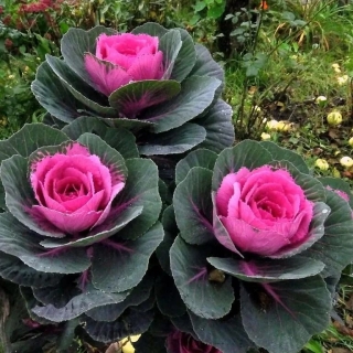 Капуста Розовая цапля F1 (декоративная)