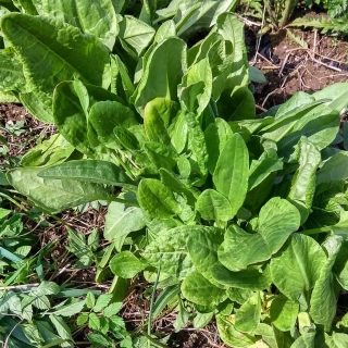 Щавель Изумрудный снег