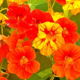 Настурция Ангелы лета смесь