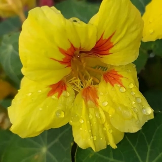 Настурция Осенний вальс