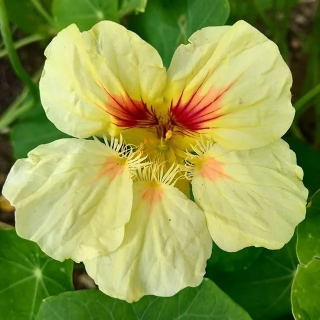 Настурция Крем-карамель большая