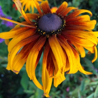 Рудбекия Краски осени смесь