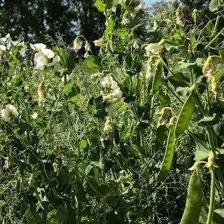 Горохо-люпиновая смесь 1,0 кг (большой пакет)