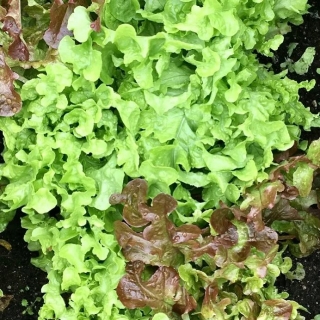 Салат Лолло Сан (листовой)