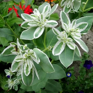 Молочай Горный снег (окаймленный)