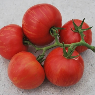 Томат Сладкий Карнерос