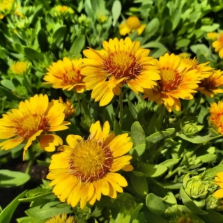 Гайлардия Меса Пич