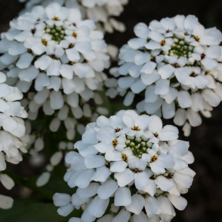 Иберис Айсберг горький