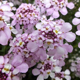 Иберис Утомленная Тучка гибралтарский