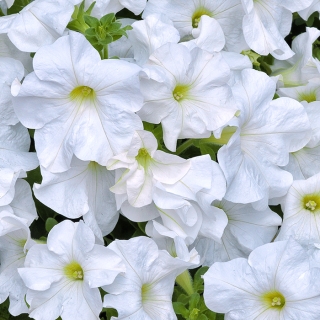 Петуния Игл Белая F1