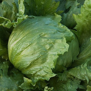 Салат Айсберг кочанный