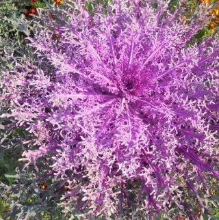 Капуста Канкан