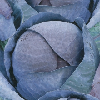 Капуста Сизая голубка
