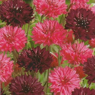 Василек Вернисаж смесь окрасок