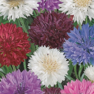 Василек Конфетти смесь окрасок