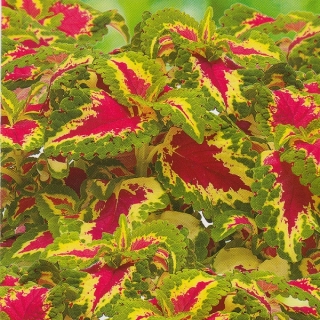 Колеус Нежность