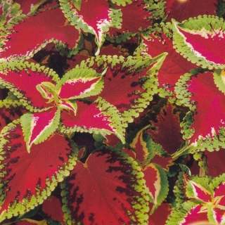 Колеус Тэррено пестрый