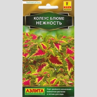 Колеус Нежность