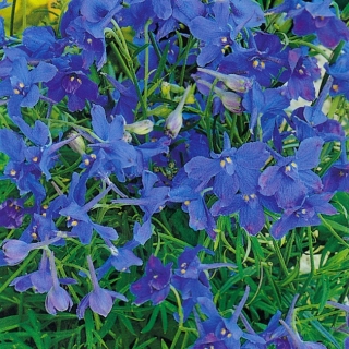 Дельфиниум Голубое облако