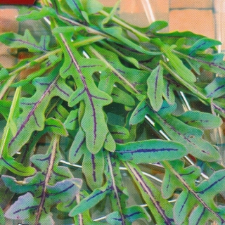 Двурядник Язык дракона (тонколистный)