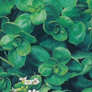 Кресс водяной Бабушкин совет (жеруха водная)