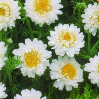 Пупавник Кэнди (римская ромашка)