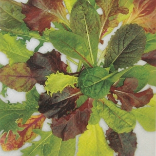 Бэби салат Бэйби Ливз Цветной листовой