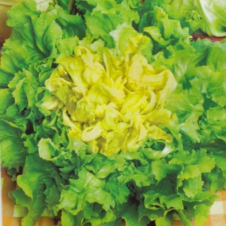 Салат Эндивий Целебный Букет