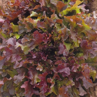 Салат Рубин