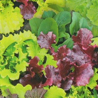 Смесь салатных культур Ассорти