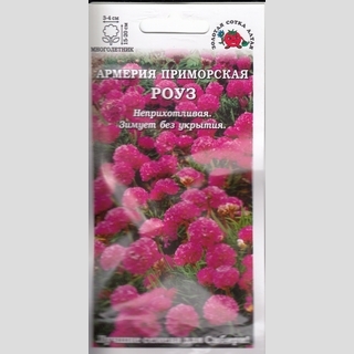 Армерия приморская Роуз