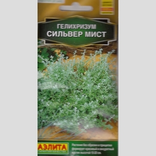 Гелихризум Сильвер мист