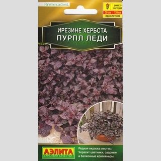 Ирезине Пурпл леди