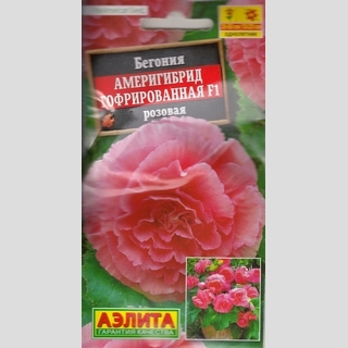 Бегония Америгибрид гофрированная F1 Розовая