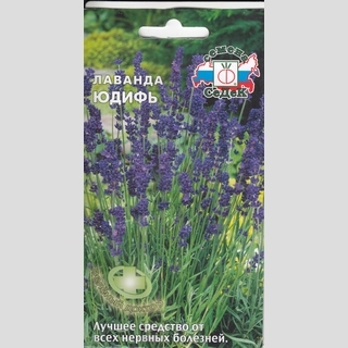 Лаванда Юдифь