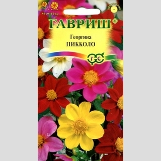 Георгина Пикколо смесь