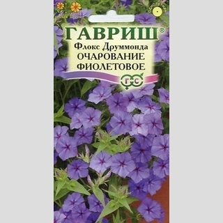 Флокс Очарование фиолетовое