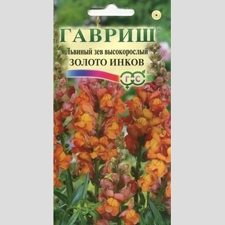 Антирринум Золото инков (Львиный зев)