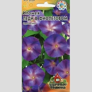 Ипомея Леди в фиолетовом