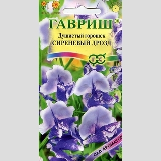 Горошек душистый Сиреневый дрозд