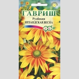 Рудбекия Ирландская весна